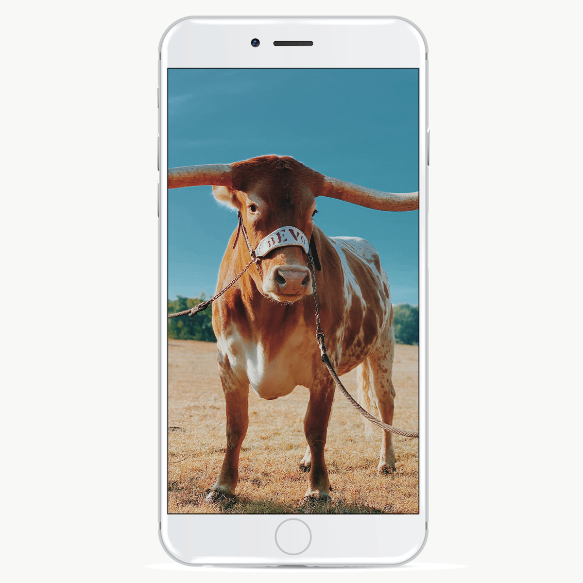 46 Texas Longhorns iPhone
