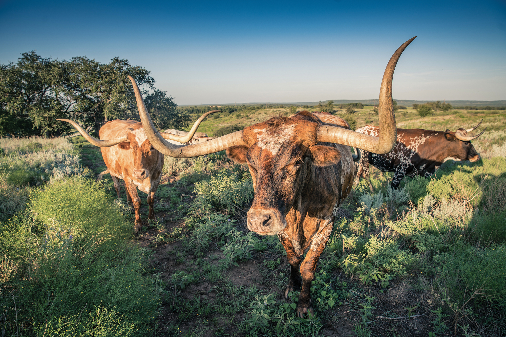 Fort-Griffin Longhorns